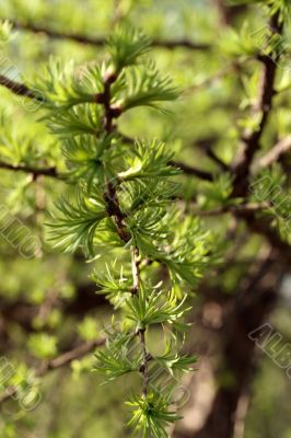 green fresh leaves of larch