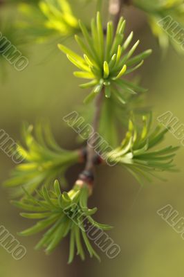  Green leaves of larch