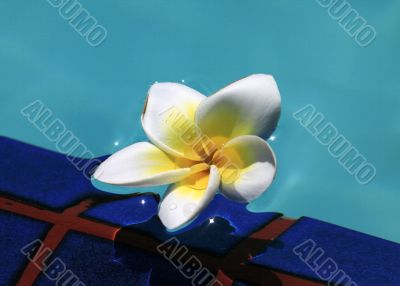 Frangipani flower