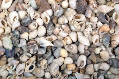 Texture of shells