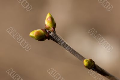 spring branch