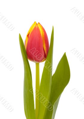 yellw-red tulip on white background