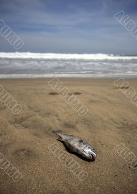 Dead fish