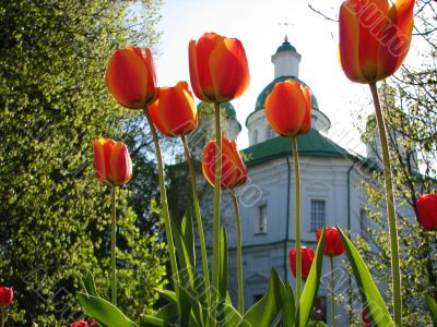 tulips