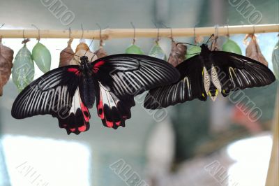 Papilio rumanzovia