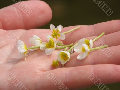 flowers in a hand