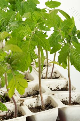 Sprouts of a tomato