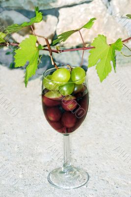 vine shoot over wine glass