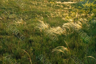 Yellow and green grass background