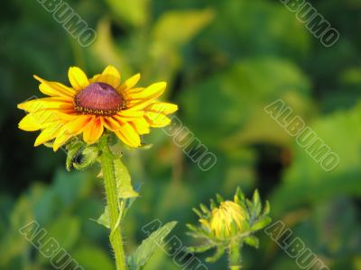 flowers in a garden