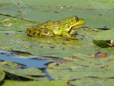 sitting on leaves