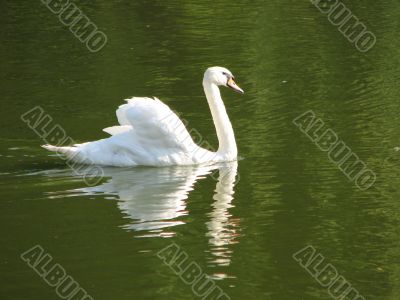 reflection of white swan