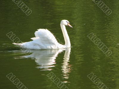 reflection of white swan