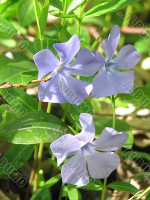 spring flowers