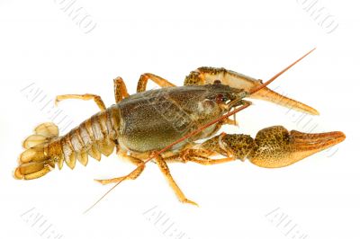 European crayfish