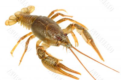 European crayfish