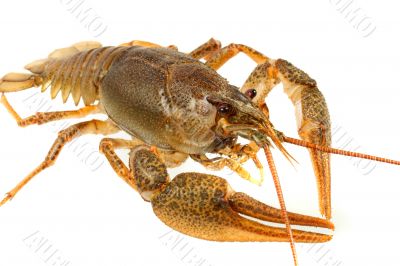 European crayfish