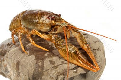 European crayfish