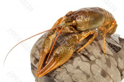 European crayfish