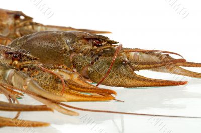 European crayfish
