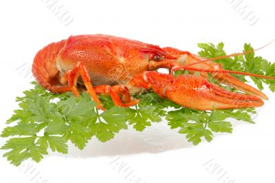 European crayfish