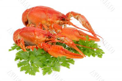 European crayfish