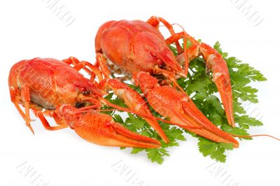 European crayfish