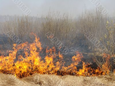 wildfire