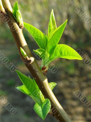 first leaves