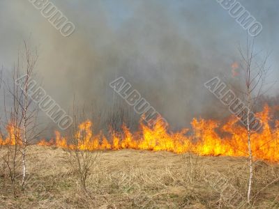 wildfire
