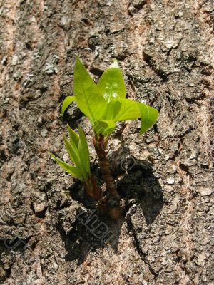 fresh leaves