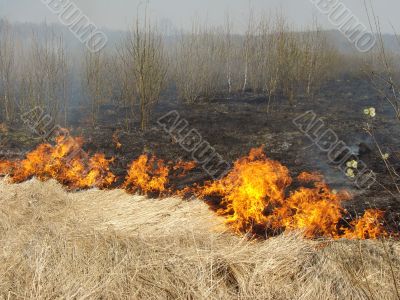 wildfire
