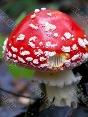 Mushroom. Toadstool.