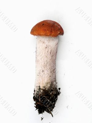 Mushroom. An aspen mushroom.