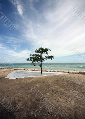 Lonely tree