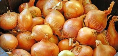 Orange Onions Background