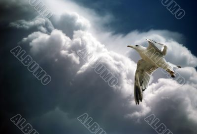 Gull in the sky