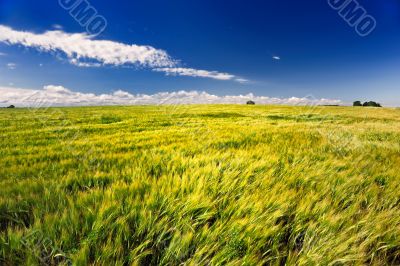 Summer Wheat