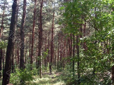 green forest