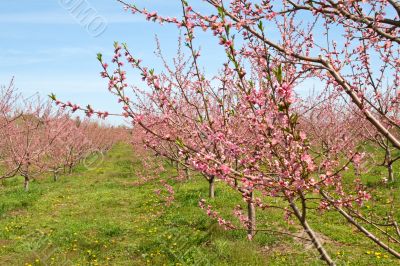 Peach Orchard in Pink Blossoms