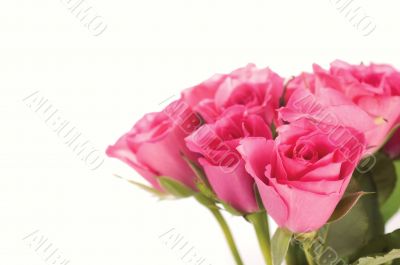 Pink roses bouquet