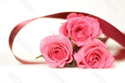 Pink roses bouquet