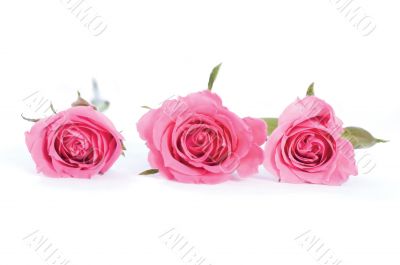 three roses