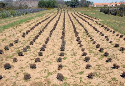 Thuja rows