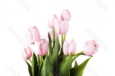 tulip