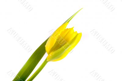 tulip