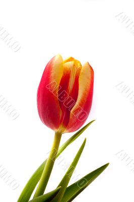 tulip