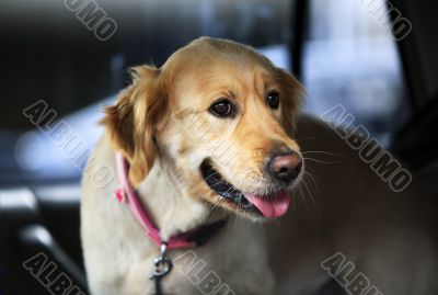 Golden Retriever