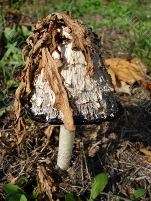 Big toadstool