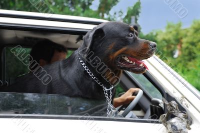Dog looking through car window